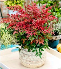 2 Litre | Nandina Domestica 'Obsessed' Heavenly Bamboo | Shrub | Pot Plant