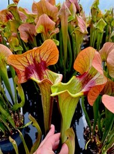 Sarracenia ASBO Mature