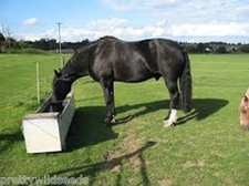 HORSE PONY PADDOCK OVERSEED PASTURES GATEWAY REPAIR CERTIFIED GRASS SEED BULK 