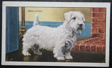 SEALYHAM TERRIER   Vintage