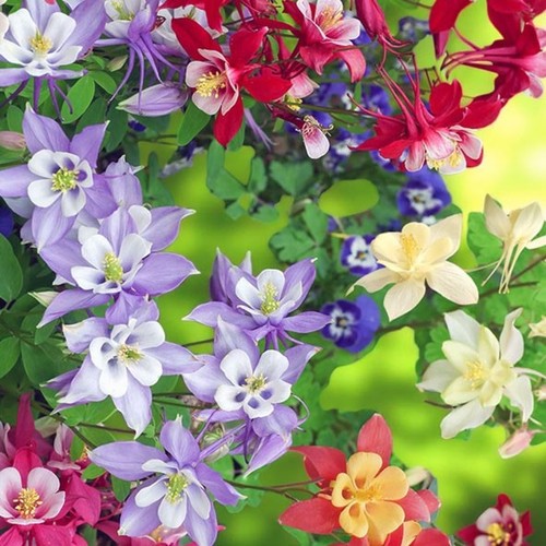 Garden ready 9cm plant - 2,