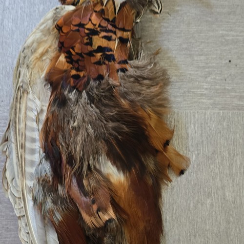 Pheasant pelt - pheasant,