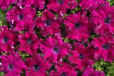 PETUNIA FIMBRIATA- APHRODITE F1 - PURPLE - 40 PELLETS