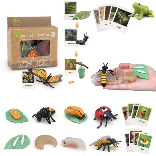 Animal growth cycle - animal, model