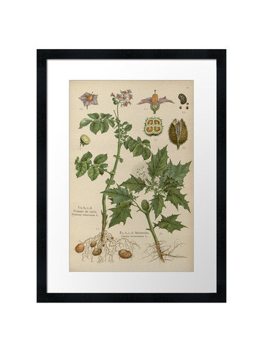 Botanical framed wall - 47,