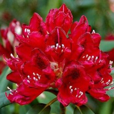 Rhododendron Lord Roberts 2
