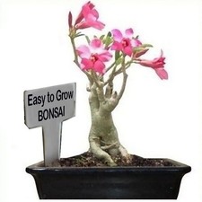 Adenium Obesum- Desert Rose - Self Bonsai Plant Seeds - Easily grown