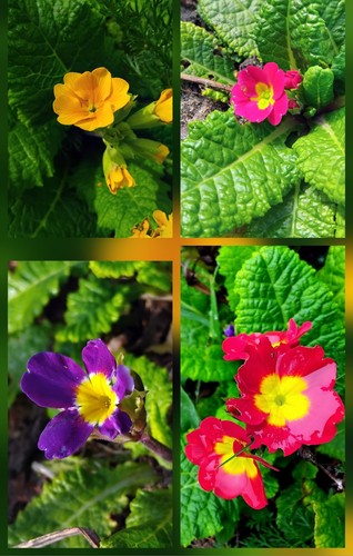10x mixed polyanthus primula - 10x,