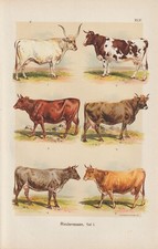 Cattle breeds oldenburg - breeds,