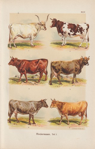 Cattle breeds oldenburg - cattle,