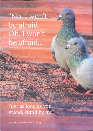 The postcard store - postcard, pigeons