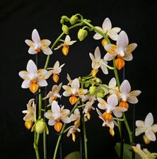 Rare Phalaenopsis Mini Mark
