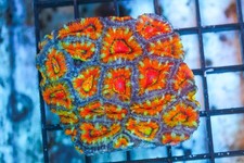WYSIWYG Rainbow Acan Colony