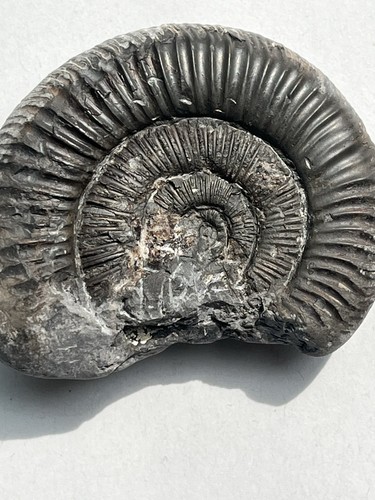 Dactylioceras fossil - dactylioceras, sp