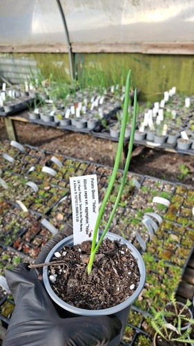 Yellow potato onion allium - onion,,