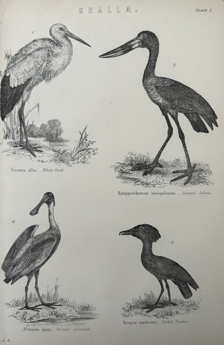 Antique print bird engraving - antique,