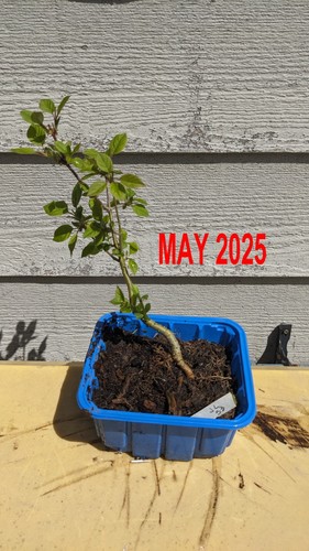 Japanese tree lilac - lilac, pre