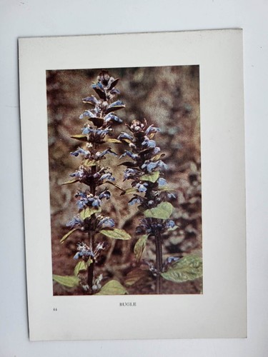 Old vintage colour flowers - old,