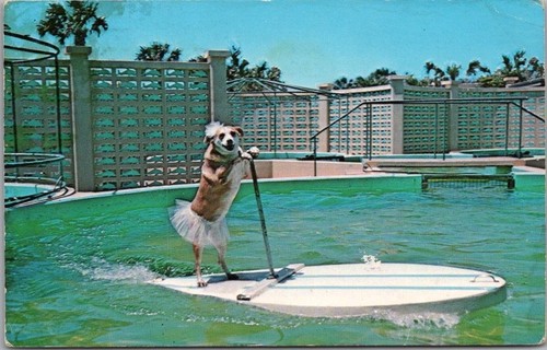 Vintage marineland florida - vintage,