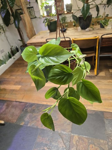 Heart leaf philodendron - leaf, a
