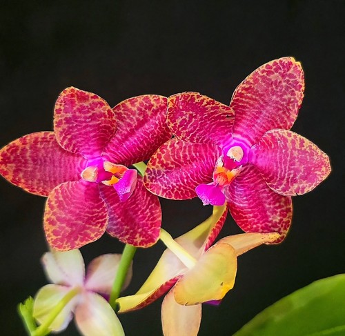 Phalaenopsis pylos ana queen - ana,
