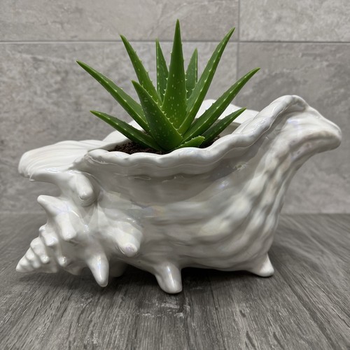 Vintage ceramic conch sea - vintage,