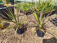 Yucca Aloifolia - 14 cm Pot Spanish Dagger Outdoor Grown