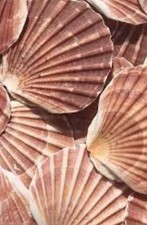 x6 Natural Scallop Shells, Washed, Large, 12-13cm