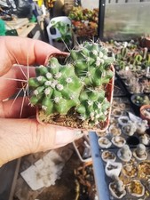 Echinocereus trichoglidatus 