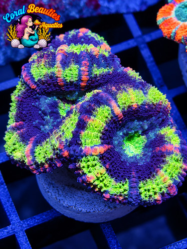 Coral beauties aquatics - beauties,
