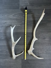 Stag Antlers