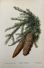 Antique Print Spruce Fir Cones