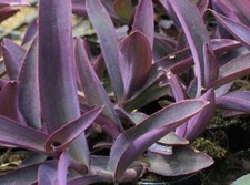 Tradescantia pallida Purple Heart 9cm pot Root Hardy UK zone 9 Outdoor Grown