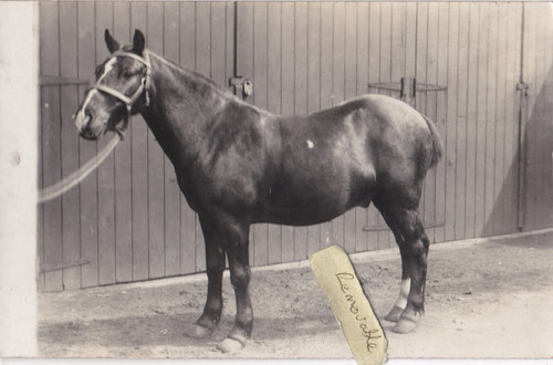 Old photo farming rural horse - photo,