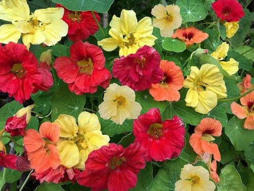 Jewel nasturtium mix - 15,