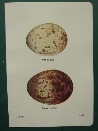 Vintage british bird egg - bird,