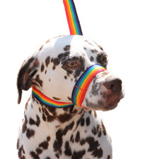 Rainbow Dog Lead Stop dogs
