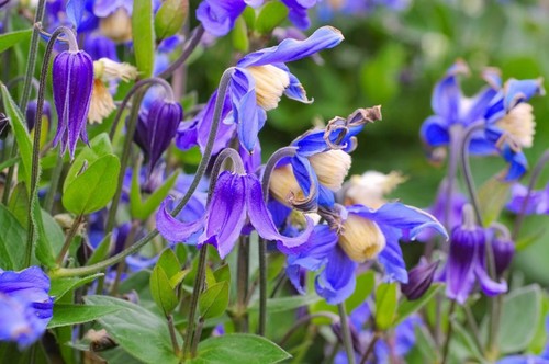 Clematis integrifolia blue - integrifolia, 'blue