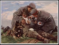BELGIAN SHEPHERD RED CROSS WAR