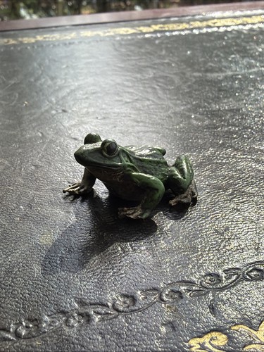 Cold painted bronze frog - painted,