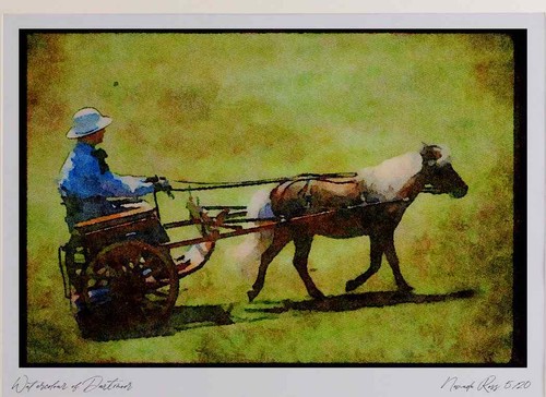 Horse 197030 shetland pony - shetland,