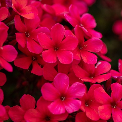 Phlox paniculata early red - phlox,