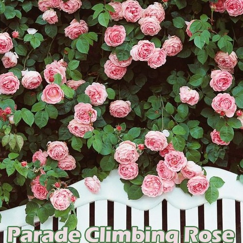 Fragrant climbing bush - fragrant,