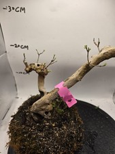 Vitex negundo (A living bonsai