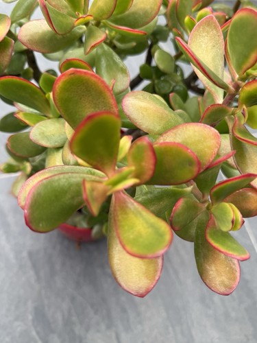 Variegated crassula ovata - crassula,
