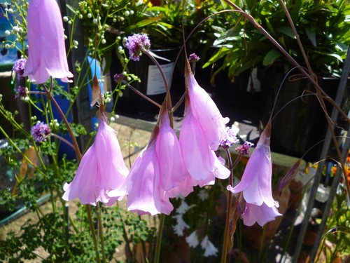 Summer garden border flowers - summer,