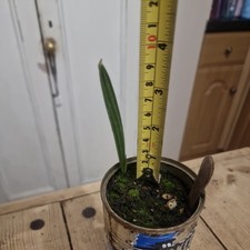 Medjool Date Palm Tree Indoor Plant in tin 9-10cm UK grown