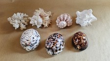 Large Rare Cowrie Shells Set Of Seven In Great Condition !