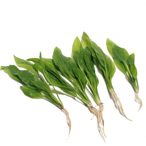 Echinodorus bleheri live - x,