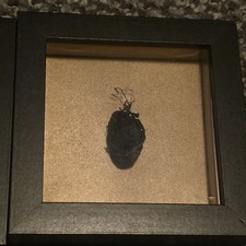 SUPER RARE real Preserved Crow Stomach Animal Bones Taxidermy Gothic